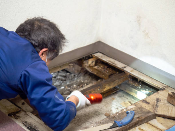 Best Attic Mold Removal  in Fairwood, MD