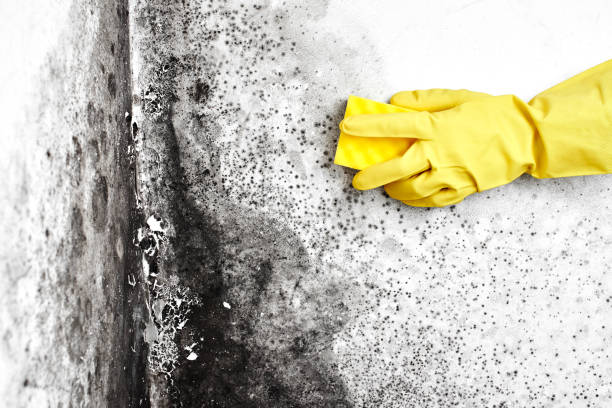 Best Toxic Mold Removal  in Fairwood, MD